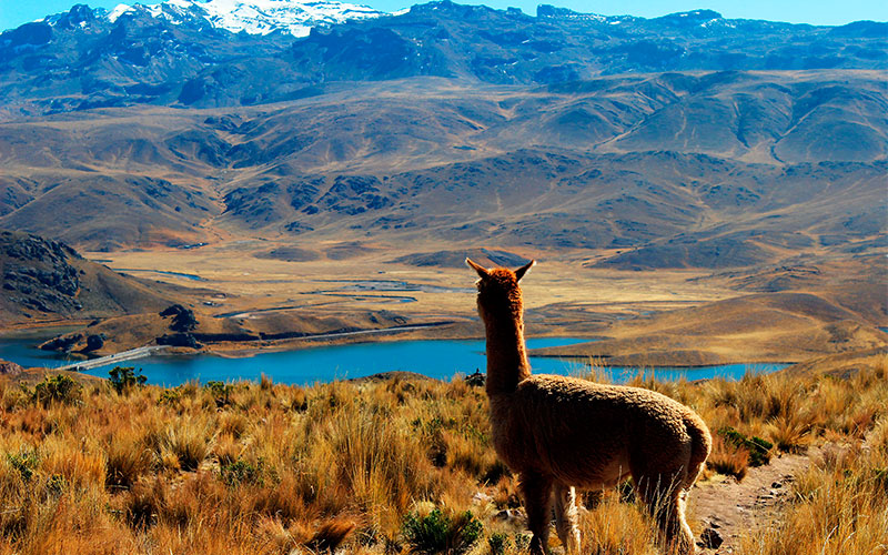 colca-canyon-arequipa