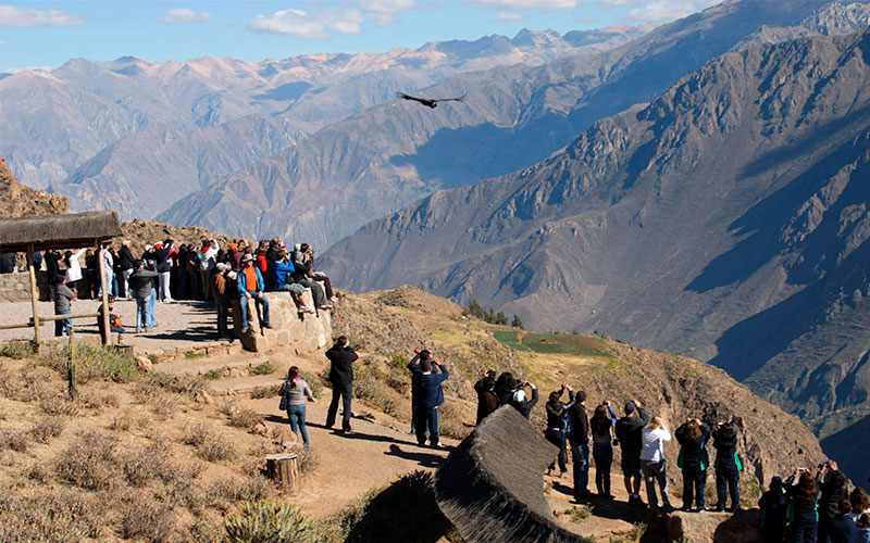 colca-canyon-vuelo-condor