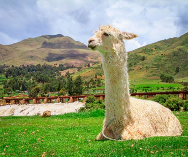 auquenidos2-valle-sagrado